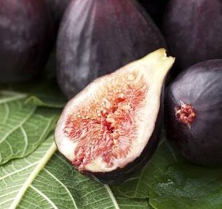 برگزاری نمایشگاه مرغوبترین انجیر ایران در گلوگاه