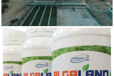 اشتغالزایی و ارزش افزوده چند برابری با توسعه پرورش جلبک دریایی در قشم