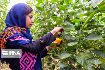 شیوه نامه اجرایی بورس صنعت و مشاغل ابلاغ شد